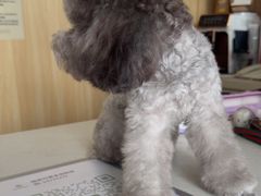 -瑞派宠物医院·犬猫全科·猫友好(宾水西道店)