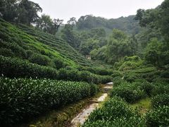 -十八棵（老龙井）御茶园(老龙井店)