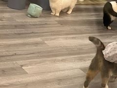 -BABIT巴比特宠物(MOMOPARK店)