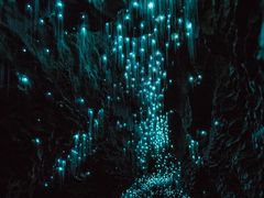 -怀托摩萤火虫洞