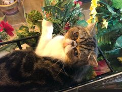-李小姐の猫咖啡馆(五角场店)