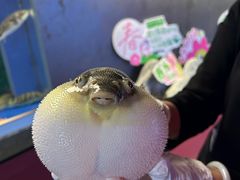 -肆月河豚·新淮扬菜·烤鸭(中关村店)