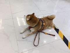 -纳吉亚猫专科动物诊疗中心(蒋宅口分院)