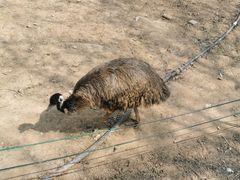 -石家庄市动物园