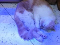 -喵园·猫主题咖啡厅·撸猫·猫咖(国贸店)