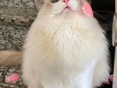 -Bastet sally猫舍购宠(静安店)