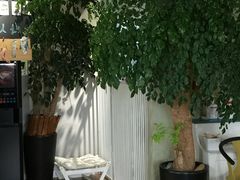 -东方名猫馆·英短金渐层布偶猫舍(环线广场1号楼店)