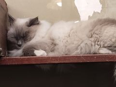 -猫咪博物馆(顶澳仔猫街店)