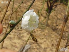 -南国桃园旅游度假区