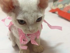 -德元·美联众合24小时动物医院(总院)
