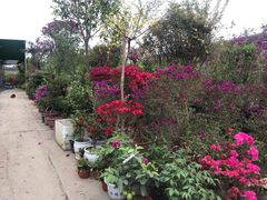 -三圣花乡旅游区