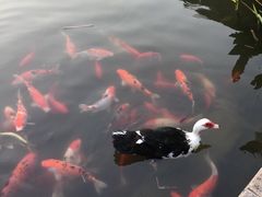 -天目湖涵田半山温泉