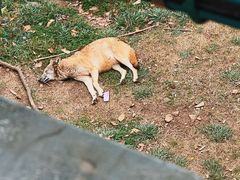 -合肥野生动物园