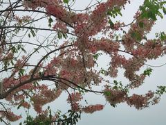 -深圳国际园林花卉博览园