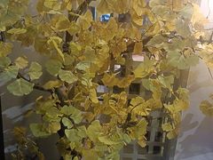 -北海渔村酒楼·粤菜海鲜点心(新华店)