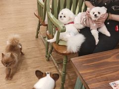 -怪兽屋·羊驼·猫咖·狗咖(俊华广场店)