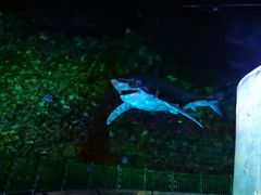 -青岛嘉年华主题乐园