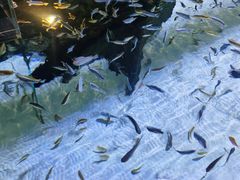 -上海海洋水族馆