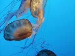 -太平洋海底世界