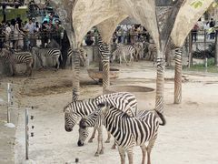 -深圳野生动物园
