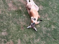 -西霞口神雕山野生动物世界