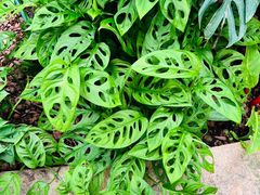 -华南国家植物园-售票处