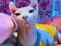 -藏猫猫咖啡主题馆(中央大道店)