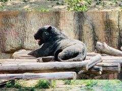 -北京野生动物园