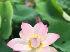 -武汉紫薇都市田园