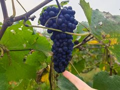 -圣露庄园·露营·烤肉·亲子