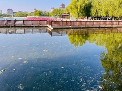 -莲花池公园
