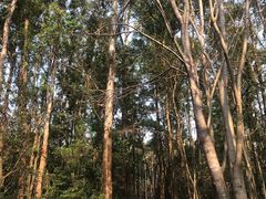 -金山植物公园