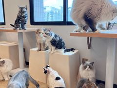 -有喵·猫咖·狗咖·30几只猫10只小狗(岗厦店)