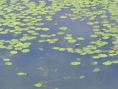 -长春市南湖公园