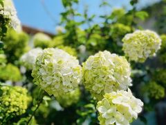 -Jo's Garden