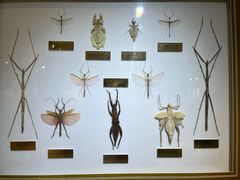 -上海昆虫博物馆