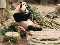 -都江堰中华大熊猫苑
