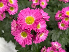 -上海鲜花港