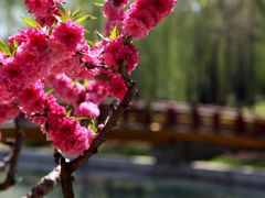 -海棠花溪(元大都城垣遗址公园)