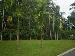 -中国科学院西双版纳热带植物园
