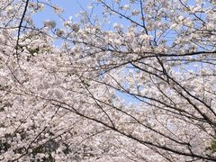 -高东镇樱花园
