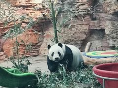 -石家庄市动物园