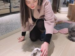 -momokira米努特·德文卷毛猫·棉花面纱犬