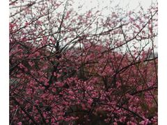 -八大山人梅湖景区