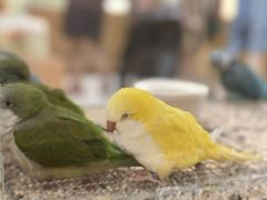 -帕帕拉兹宠物(亚洲旗舰店)