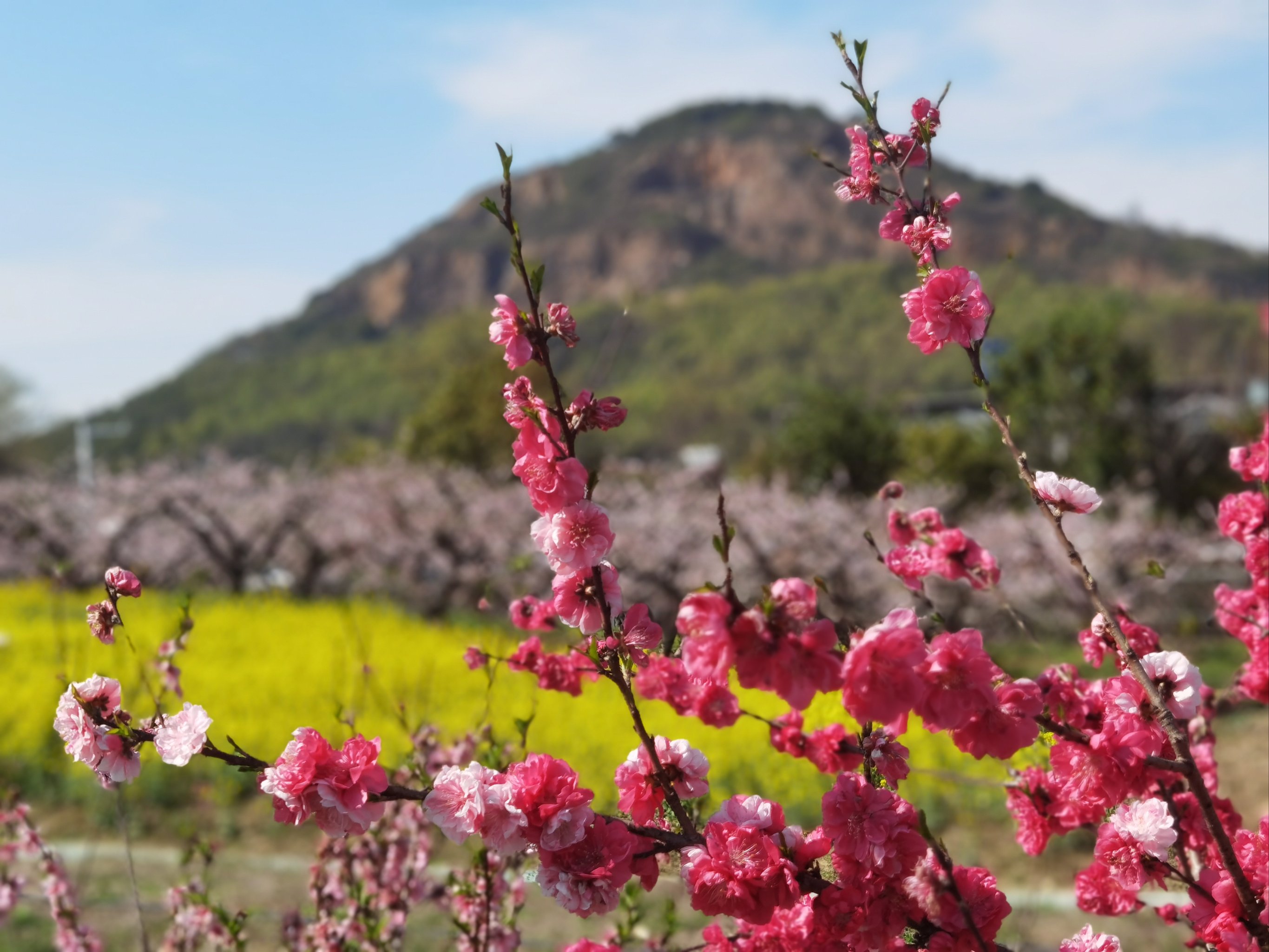 阳山桃花图片图片