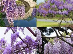 -嘉定紫藤园