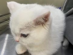 -动物缘宠物医院·骨科·猫科(西二环店)