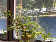 -王府茶楼茶宴·创意菜(朝阳公园店)