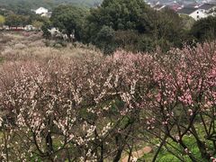 -香雪海